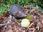 Rottenecker Bronzefigur Igel Mutter