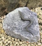 Rottenecker Bronzefigur Blindschleiche mini auf Granit