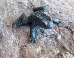 Rottenecker Bronzefigur Mini-Frosch