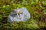 Rottenecker Edelwei gro auf Schwarzwaldgranit