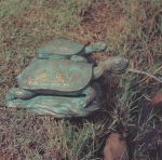 Rottenecker Bronzefigur Landschildkrte, wasserspeiend