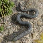 Rottenecker Bronzefigur Blindschleiche klein